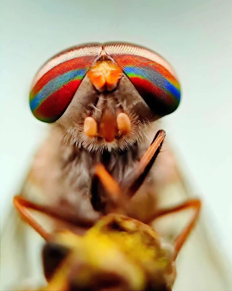 Macro Photography by Aditya Bhat