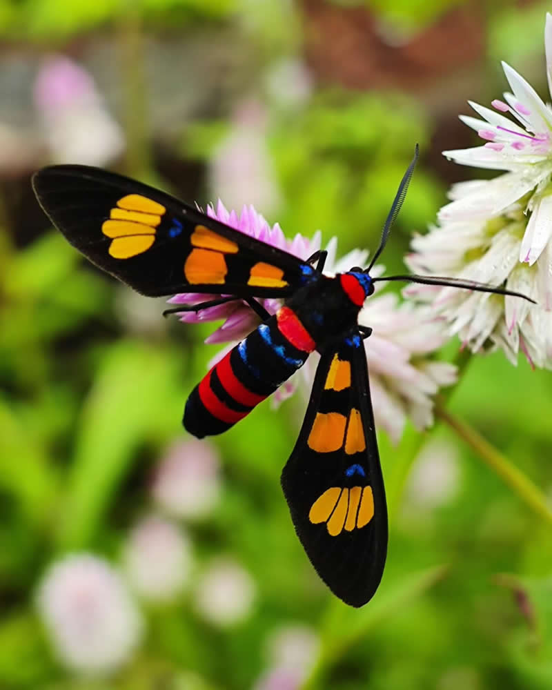 Macro Photography by Aditya Bhat