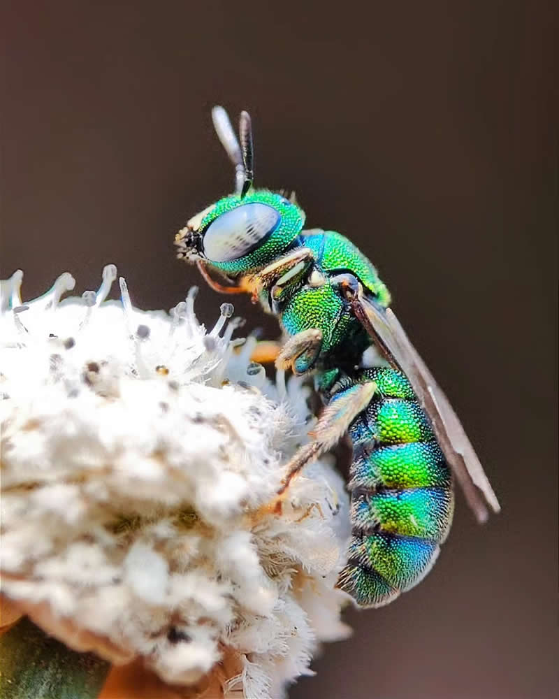 Macro Photography by Aditya Bhat