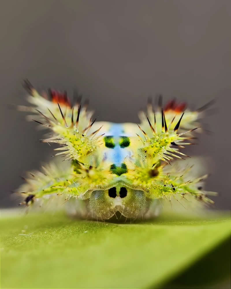 Macro Photography by Aditya Bhat