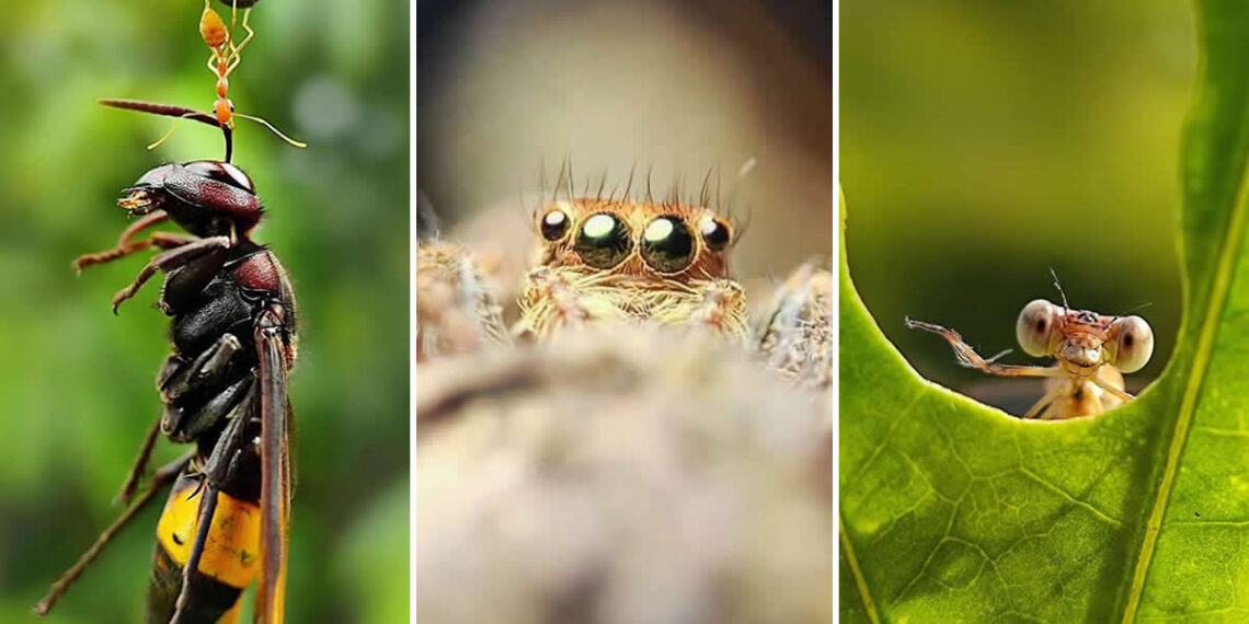 Macro Photography by Aditya Bhat