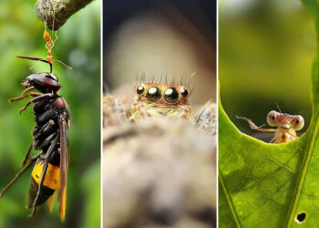 Macro Photography by Aditya Bhat