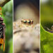 Macro Photography by Aditya Bhat