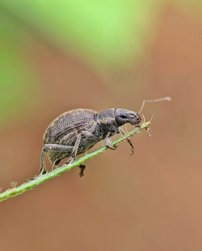 Macro Photography by Sai Krishna