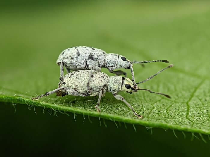 Macro Photography by Sai Krishna