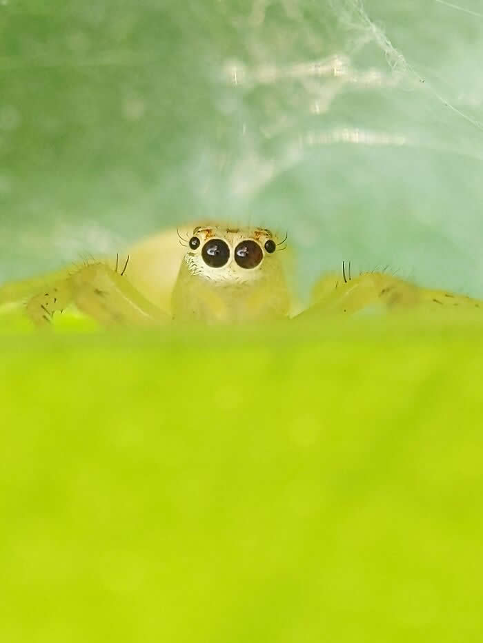 Macro Photography by Sai Krishna