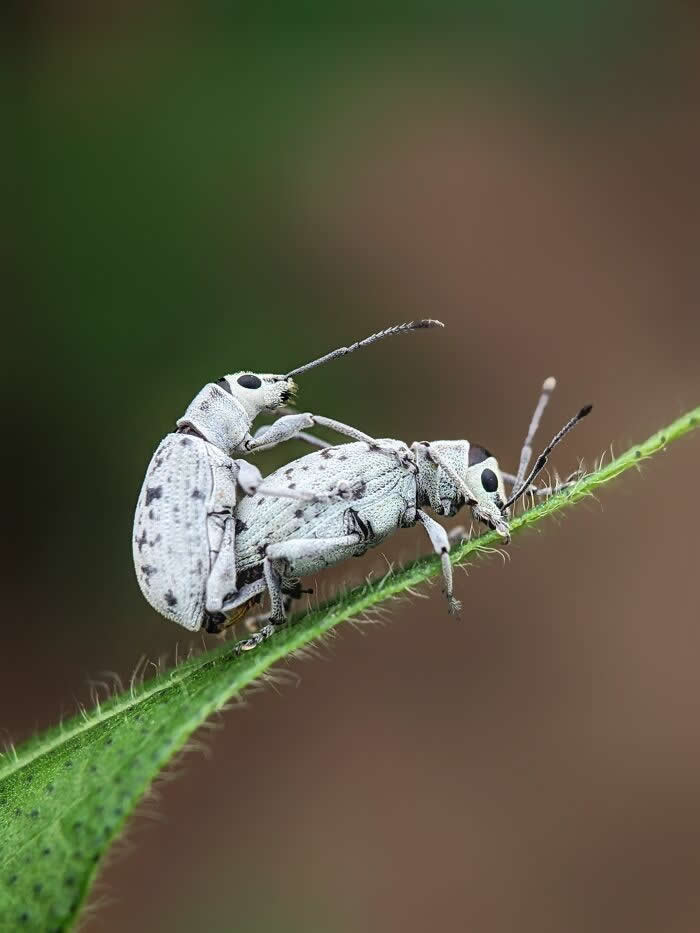 Macro Photography by Sai Krishna