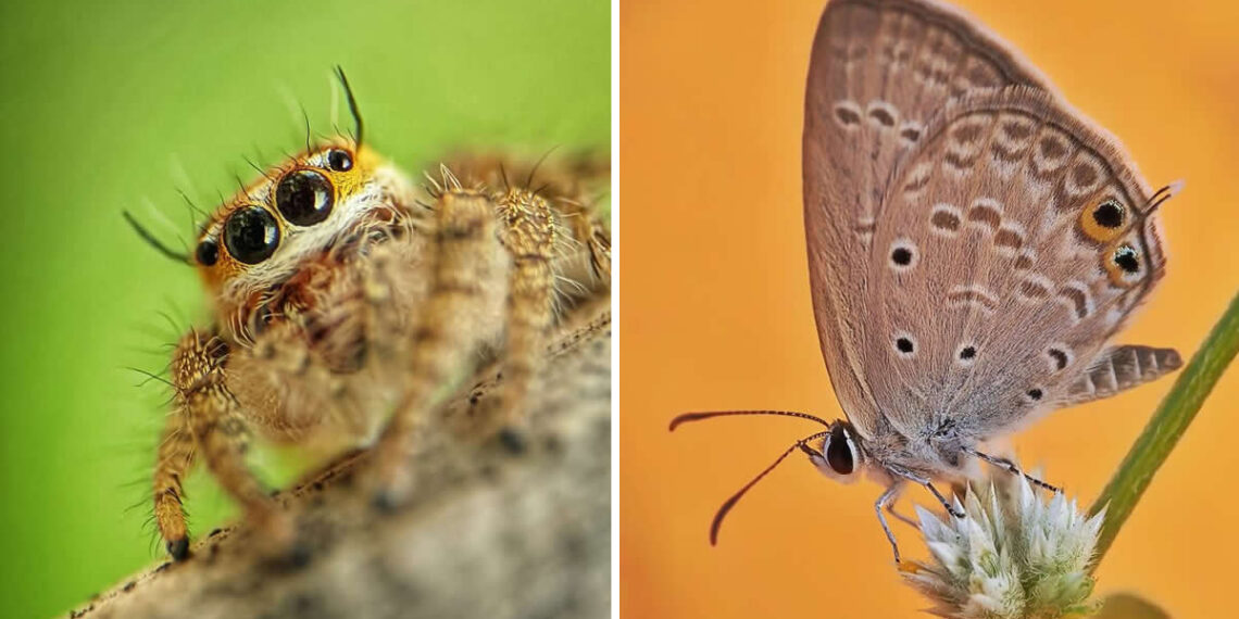 Macro Photography by Sai Krishna