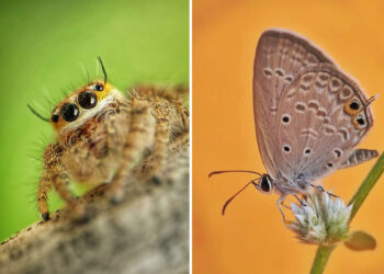 Macro Photography by Sai Krishna