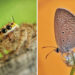 Macro Photography by Sai Krishna