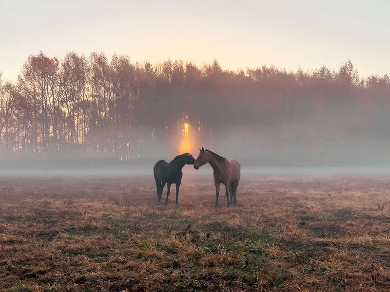 Landscape and Wildlife Photos from the Mobile Photography Awards