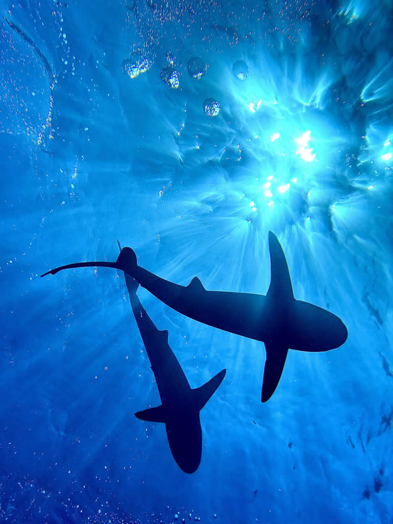 Landscape and Wildlife Photos from the Mobile Photography Awards