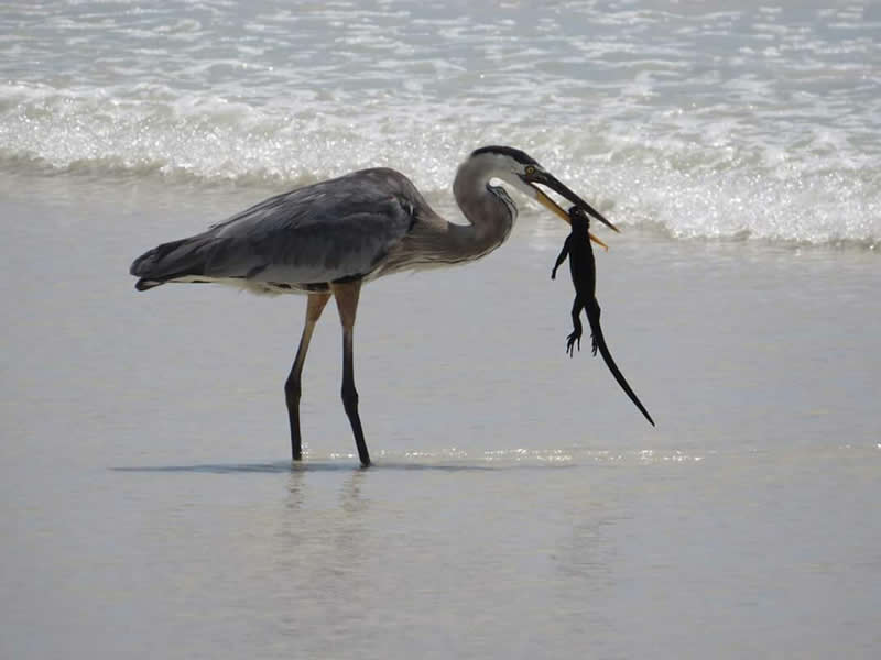 Landscape and Wildlife Photos from the Mobile Photography Awards