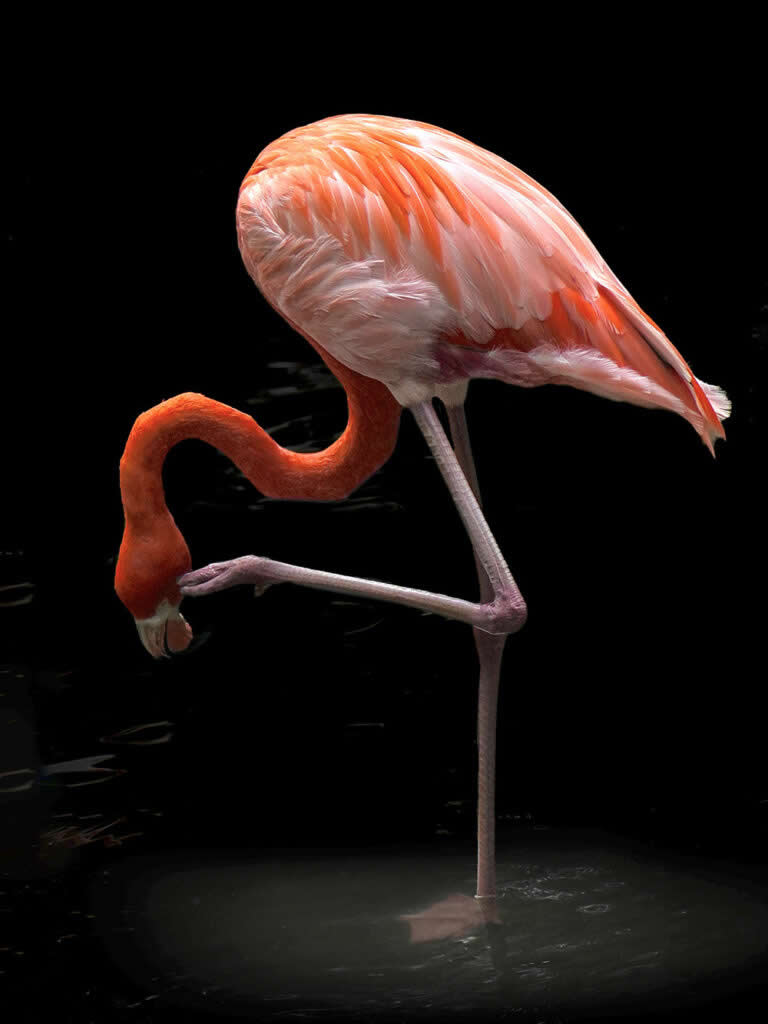 Landscape and Wildlife Photos from the Mobile Photography Awards