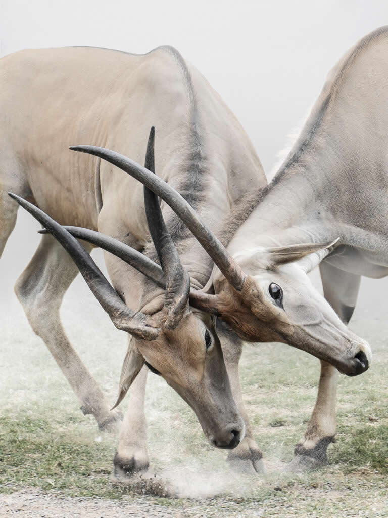 Landscape and Wildlife Photos from the Mobile Photography Awards