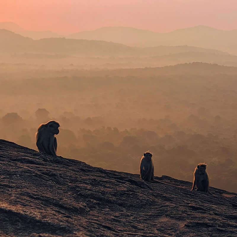 Landscape and Wildlife Photos from the Mobile Photography Awards