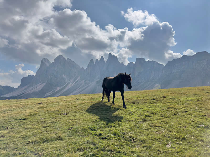 Landscape and Wildlife Photos from the Mobile Photography Awards