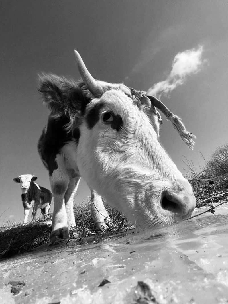 Landscape and Wildlife Photos from the Mobile Photography Awards
