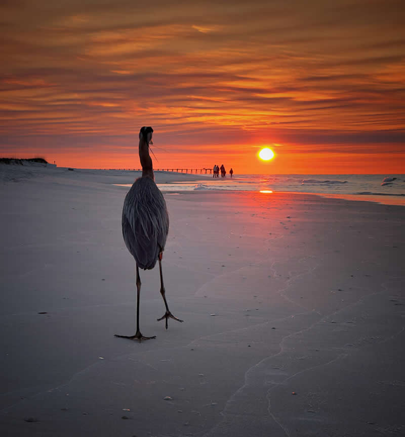 Landscape and Wildlife Photos from the Mobile Photography Awards