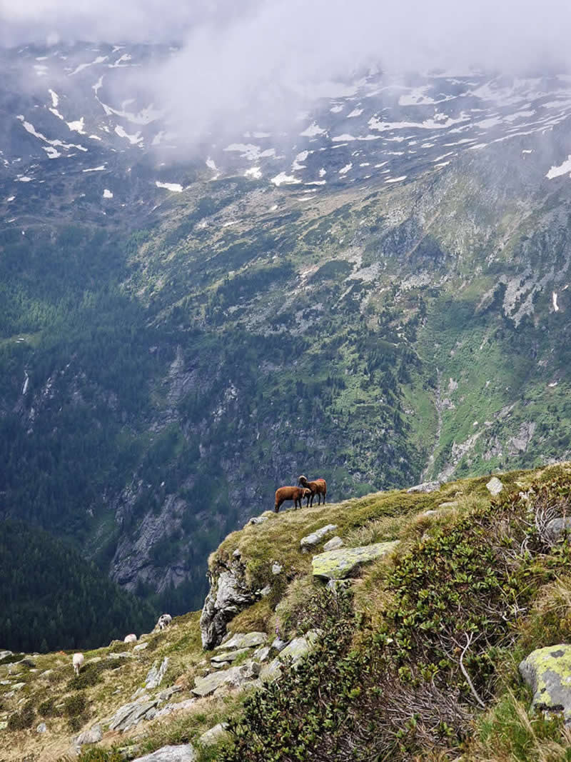 Landscape and Wildlife Photos from the Mobile Photography Awards