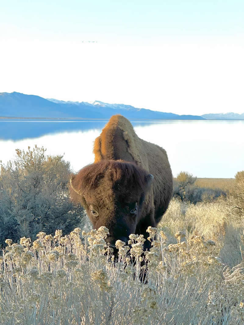 Landscape and Wildlife Photos from the Mobile Photography Awards