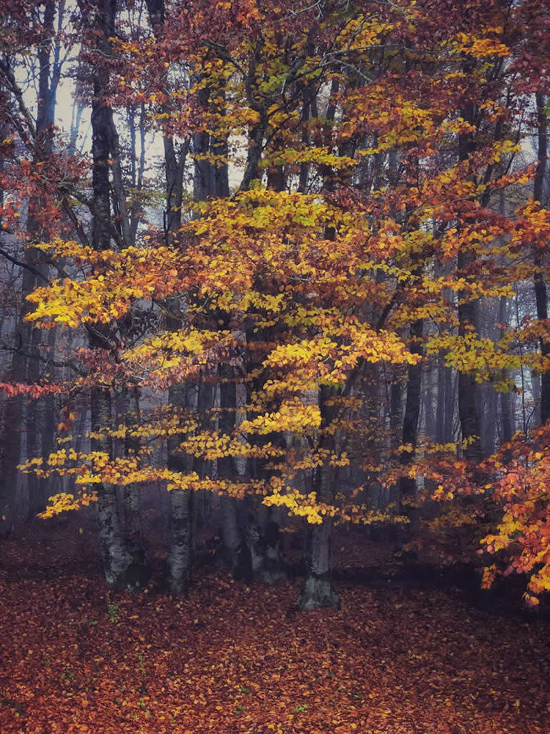 Landscape and Wildlife Photos from the Mobile Photography Awards