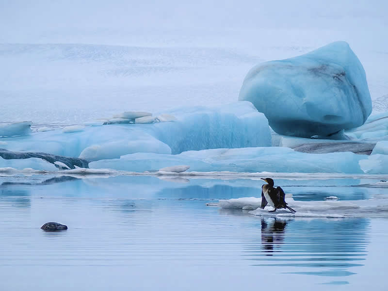 Landscape and Wildlife Photos from the Mobile Photography Awards