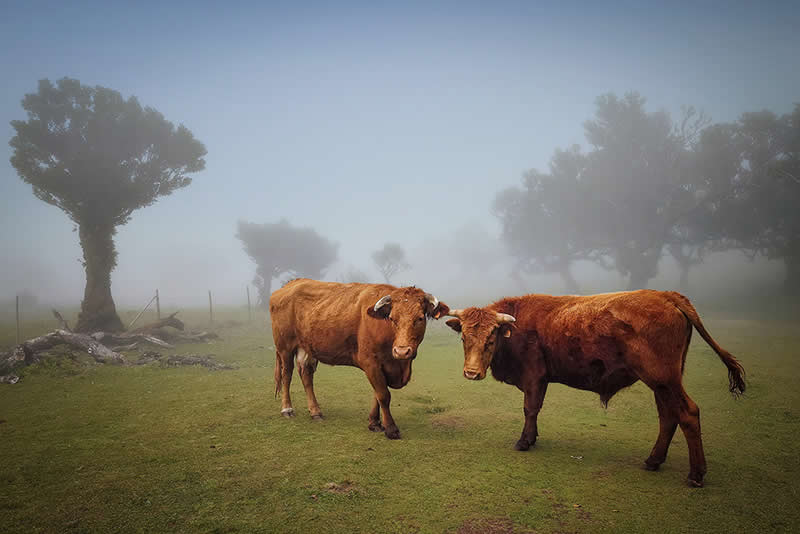 Landscape and Wildlife Photos from the Mobile Photography Awards