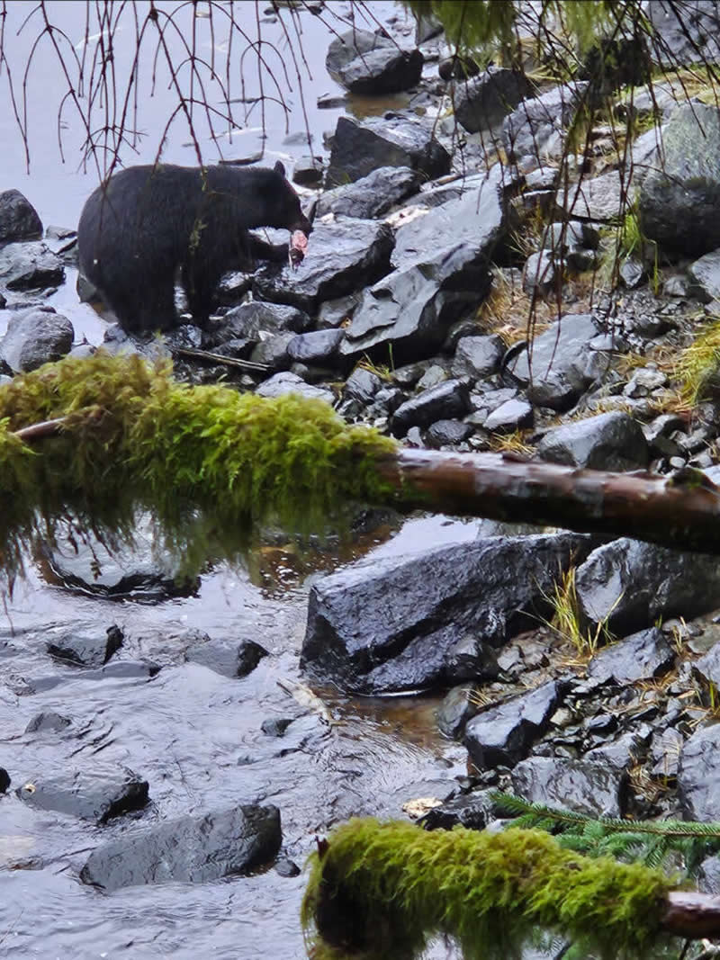 Landscape and Wildlife Photos from the Mobile Photography Awards