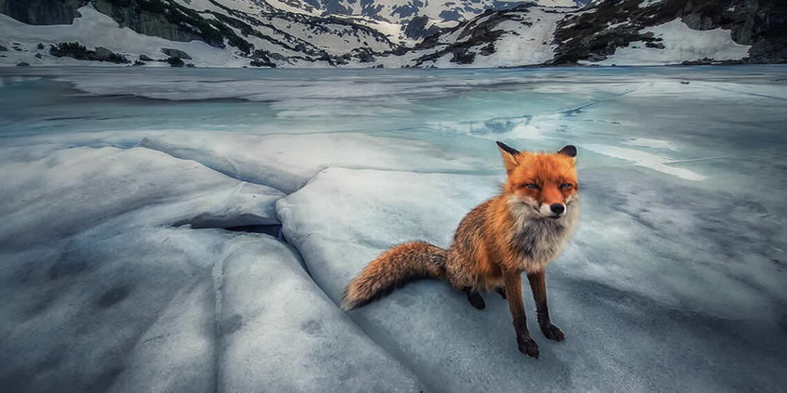 Landscape and Wildlife Photos from the Mobile Photography Awards