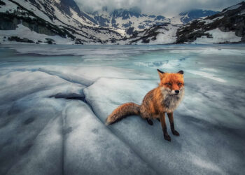 Landscape and Wildlife Photos from the Mobile Photography Awards