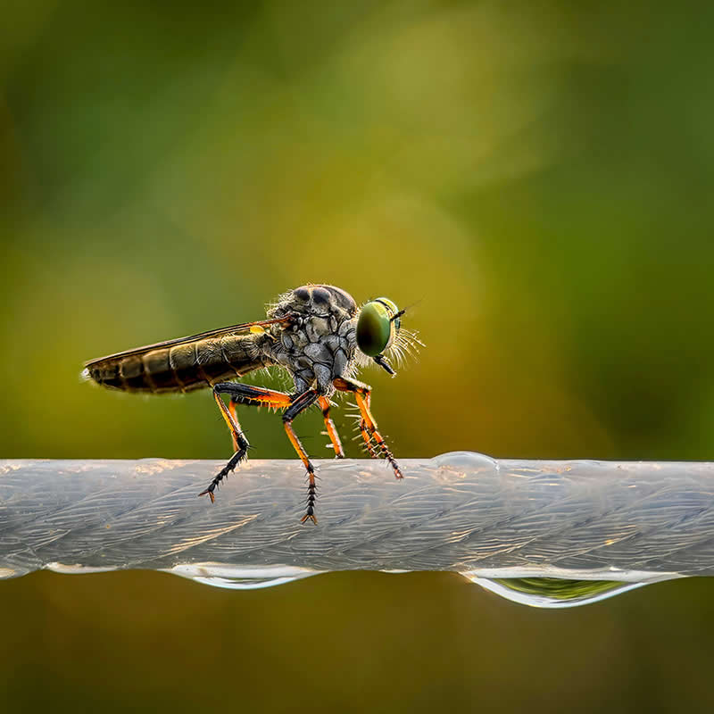Assassin Fly by Linda Repasky - Mobile Photography Awards Macro Winners