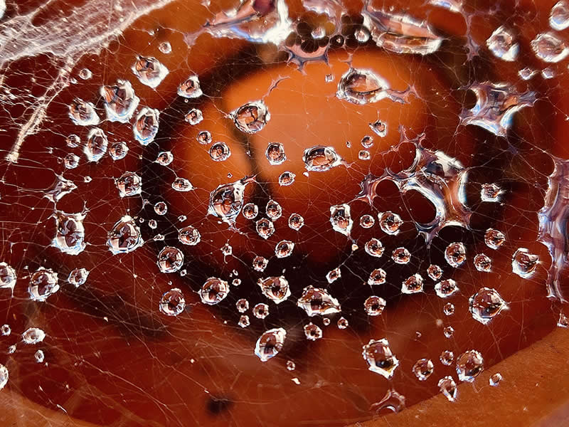 Caught in the Web by Maurice Bakley - Mobile Photography Awards Macro Winners