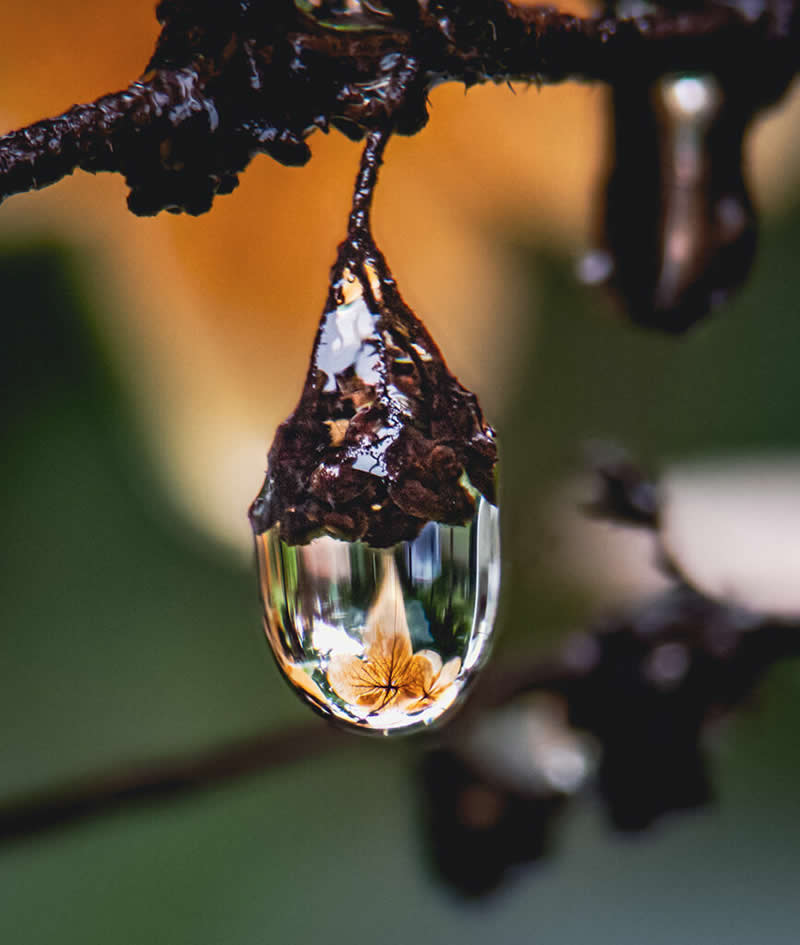 Hyd-rain-gea by Maurice Bakley - Mobile Photography Awards Macro Winners