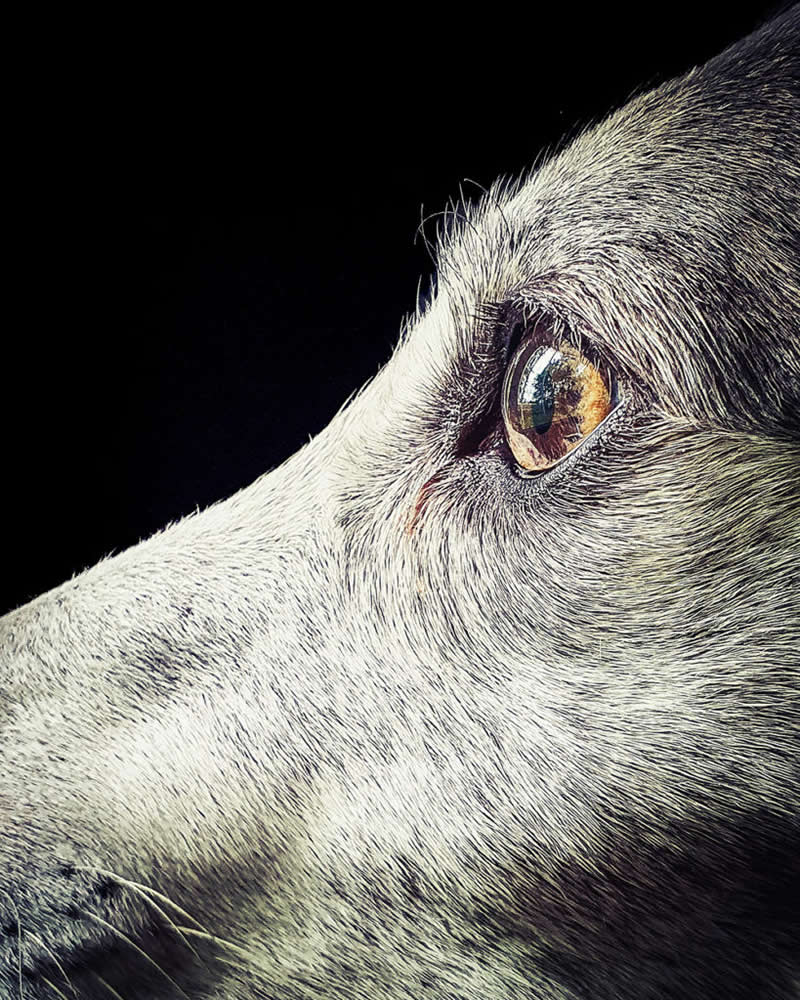 Amber Gaze by Jakub Cherek - Mobile Photography Awards Macro Winners