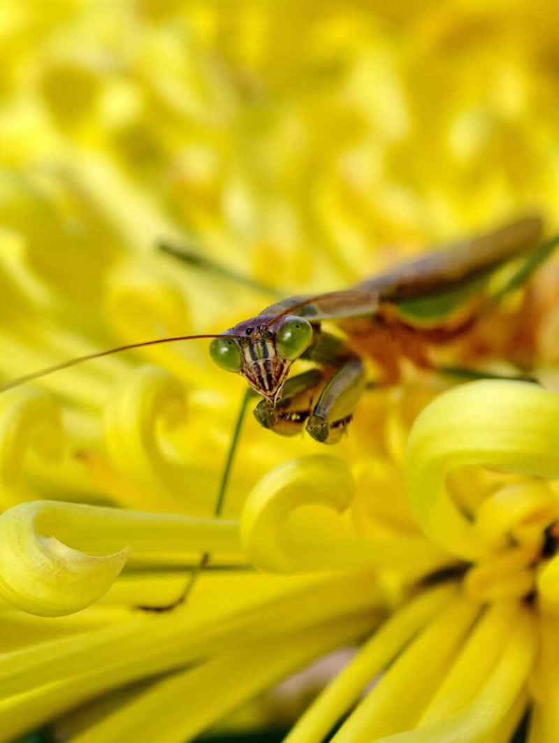 Surfing Lone Ranger by Pan Tsung Jen - Mobile Photography Awards Macro Winners
