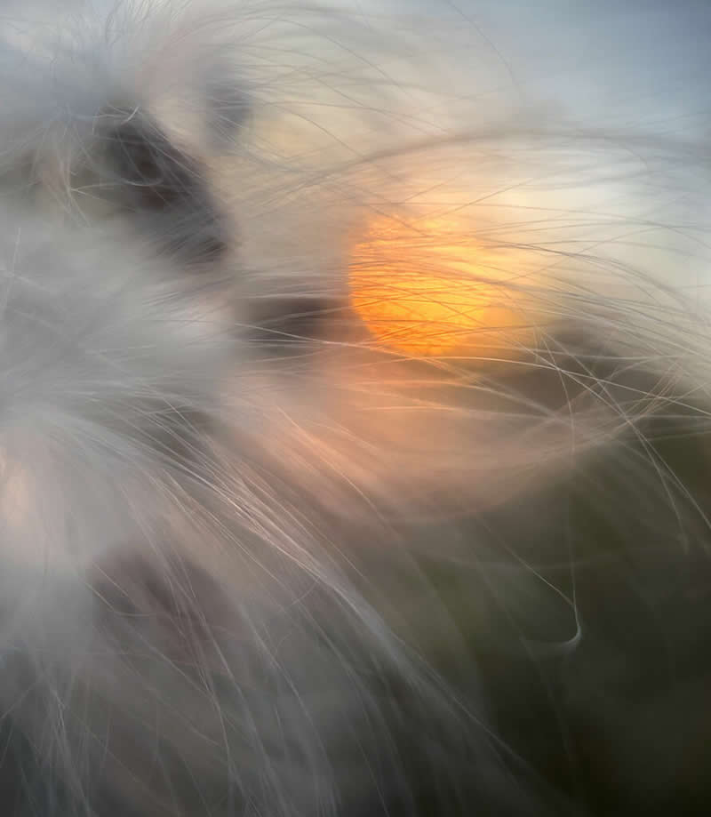 Milkweed Sunset by Jennifer Dimock - Mobile Photography Awards Macro Winners