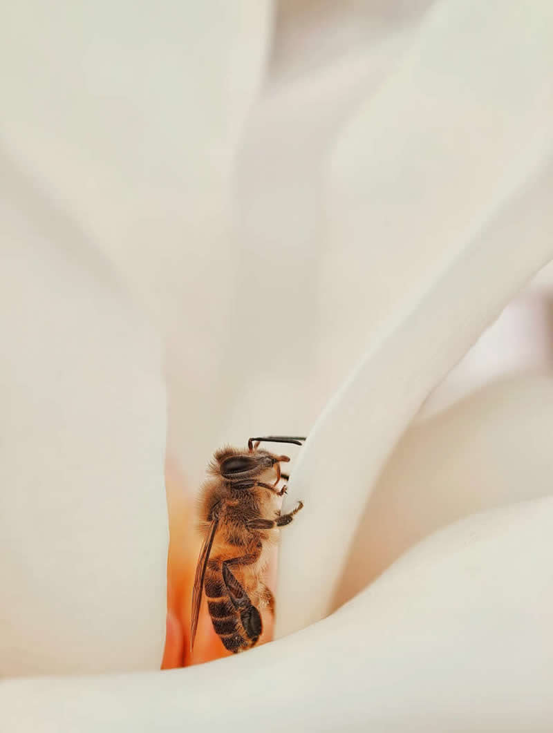 Haven by Ji Yuan - Mobile Photography Awards Macro Winners