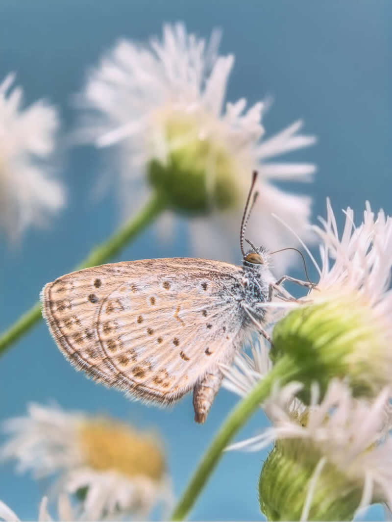 Dancing in the Summer by Ji Yuan - Mobile Photography Awards Macro Winners