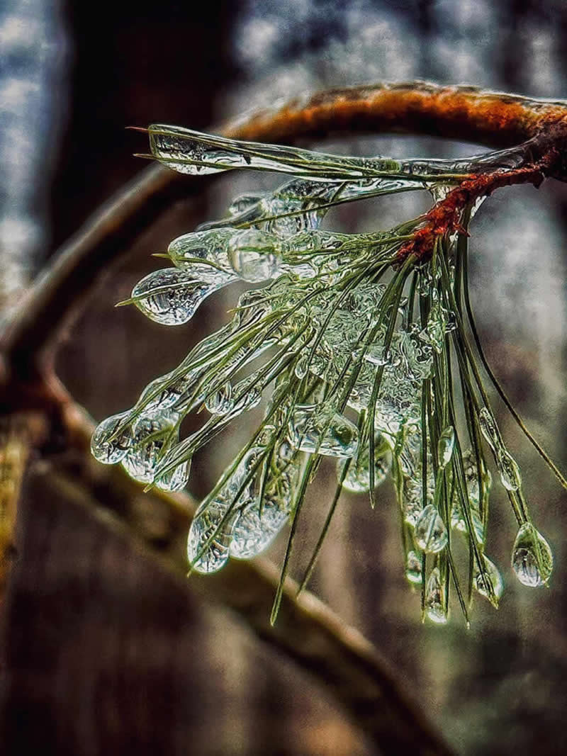 Frozen Moment by Janice Luzzi - Mobile Photography Awards Macro Winners