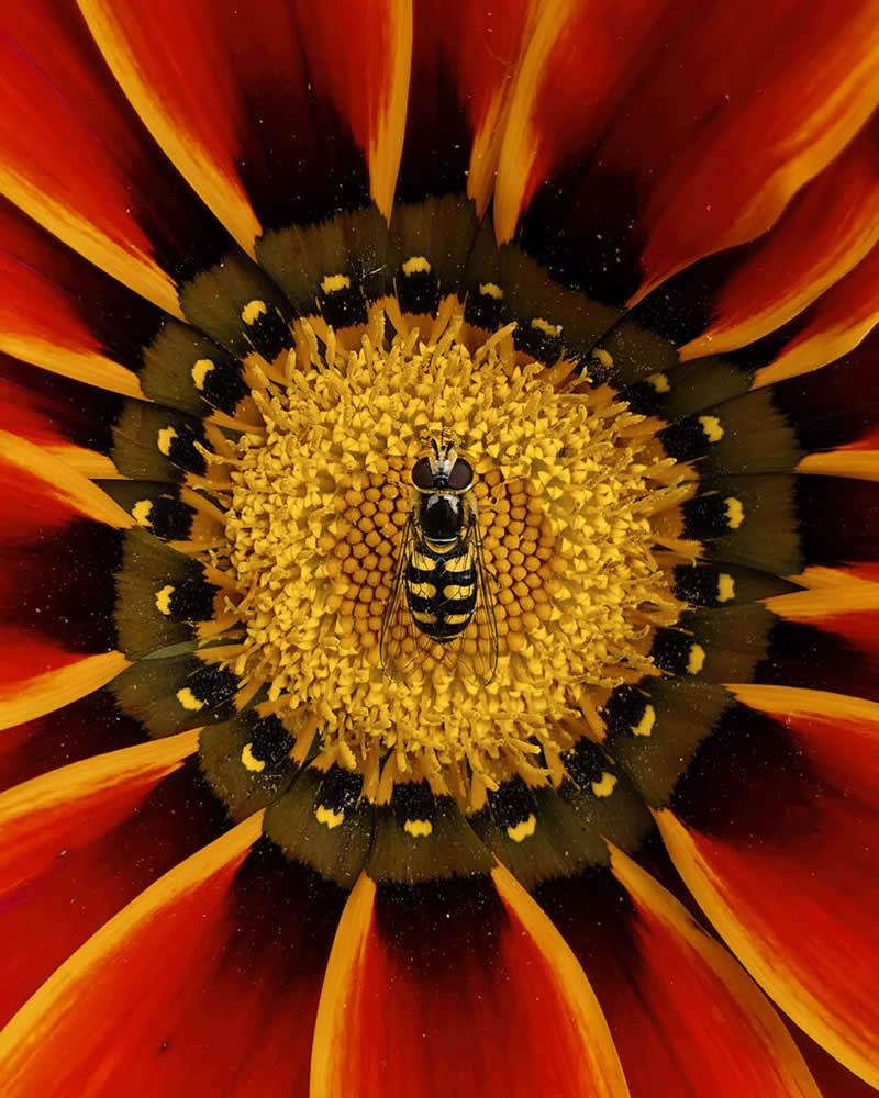 In the Centre of by Dominika Koszowska - Mobile Photography Awards Macro Winners