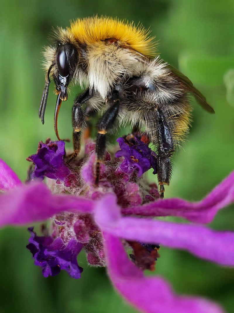 Lavender Meal by Dominika Koszowska - Mobile Photography Awards Macro Winners