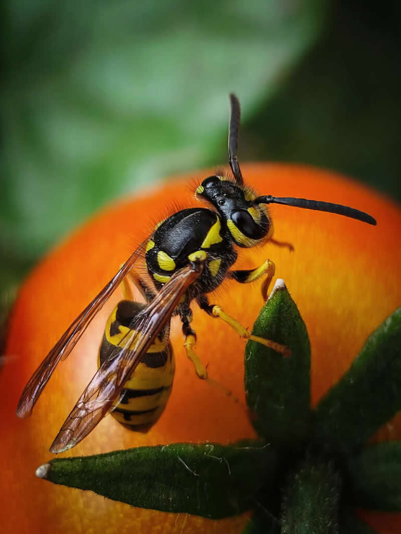 Wasp by Dominika Koszowska - Mobile Photography Awards Macro Winners