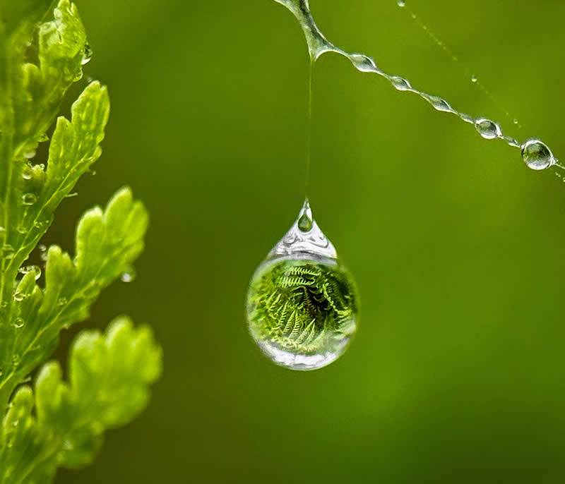 Tiny World of Ferns by Linda Repasky - Mobile Photography Awards Macro Winners