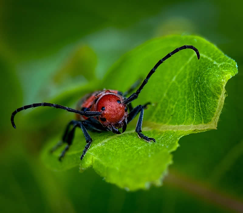 Red Milkweed Beetle by Linda Repasky - Mobile Photography Awards Macro Winners