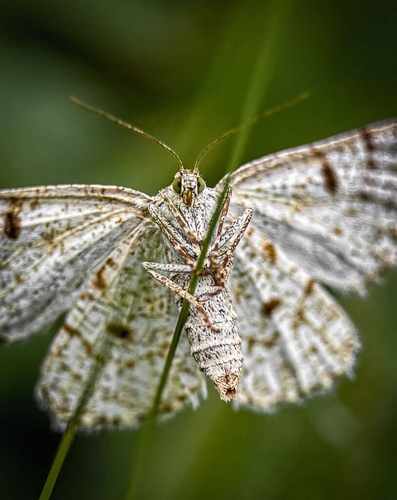 Peekaboo! by Linda Repasky - Mobile Photography Awards Macro Winners