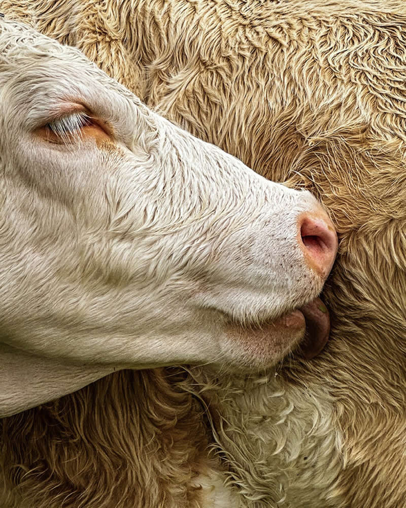 Cow Lick by Jennifer Newitt - Mobile Photography Awards Macro Winners