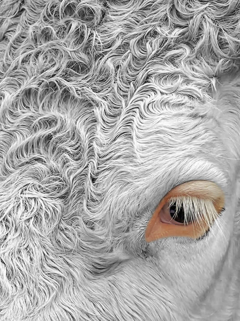 Curly Hair and Long Lashes by Jennifer Newitt - Mobile Photography Awards Macro Winners