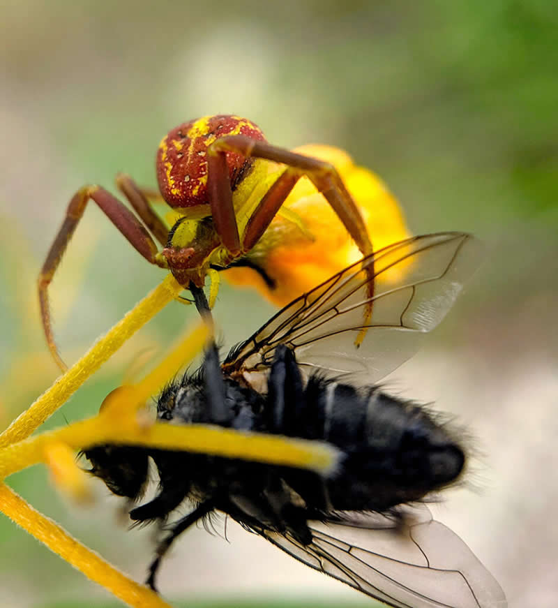 Crab Spider by Erin Achterhof - Mobile Photography Awards Macro Winners