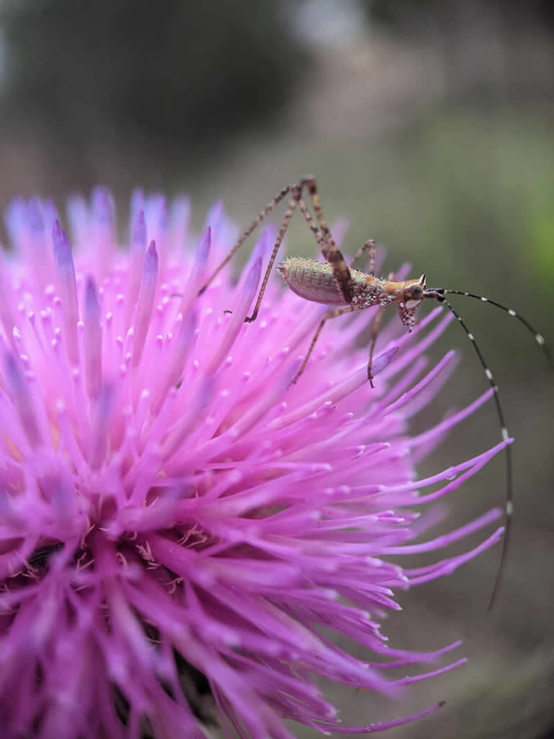 On a Thistle by Erin Achterhof - Mobile Photography Awards Macro Winners